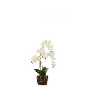 Orchidee im boden plastik weiß/grün large