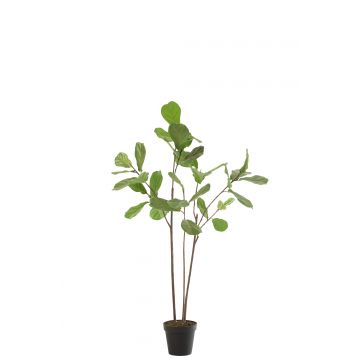 Feigenbaum im topf plastik dunkel grün