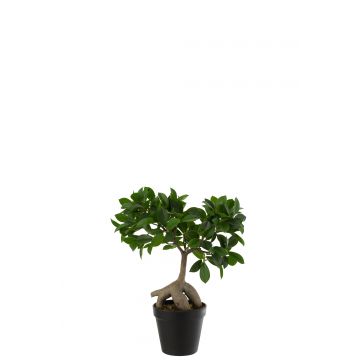 Ficus baum im topf plastik grün/schwarz small