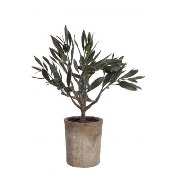 Olivenbaum mini in topf grün